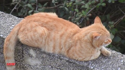 Cat and landscapes taken with my Nikon P900