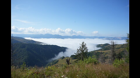 Hard life in the Carpathian Mountains harvesting fir buds - for a delicious syrup