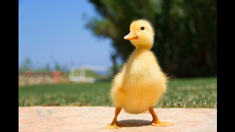 cute duck babies #rumble #short #video