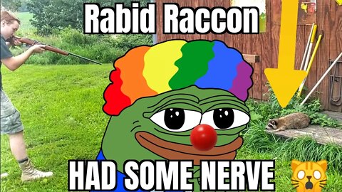 Rabid Raccoon HAS SOME NERVE 🙀