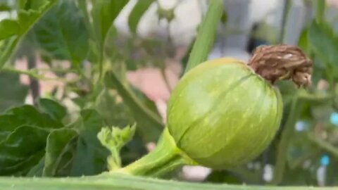 Backyard Summer Vegetable Garden Quick Tour.