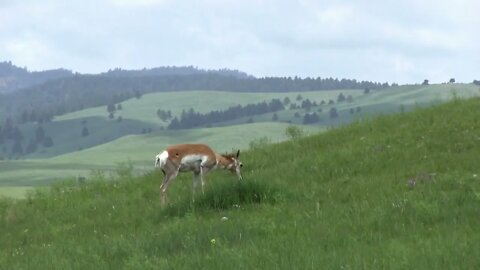 Pronghorn Antelope searching for food in field