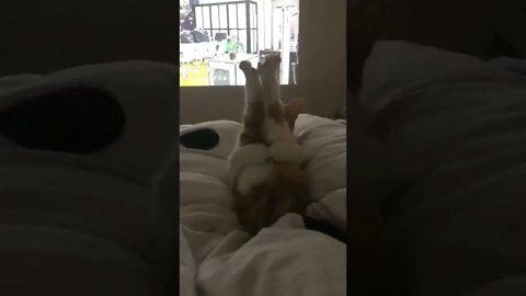 FUNNY CUTE KITTEN - Tiktok Compiled #Shorts