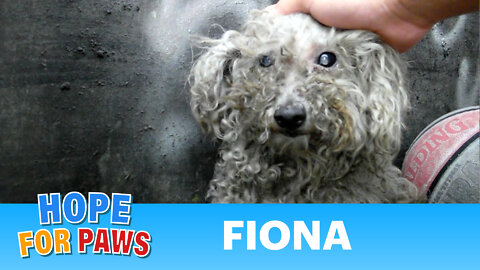 Please help Fiona see again. Surgery is urgently needed. Please share this video & Subscribe