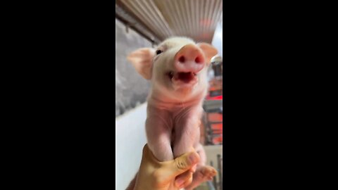 Cute piggy 💓