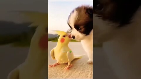 Parrot Aur Pille Ki Dosti😍Cute Parrot And Puppy👈