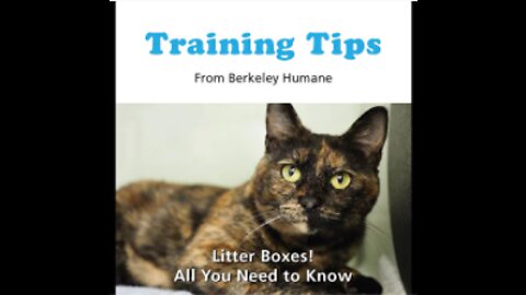 Training tips: Litter Boxes, All you need to know!