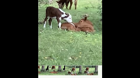 3 day old calf wants to play but her sister does not!!!