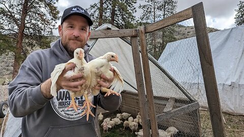 Raising 500lbs of Chicken on Just 1 Acre