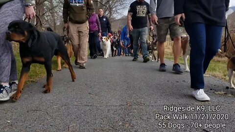 55 Dogs Walking Together - How To Do A Pack Walk.