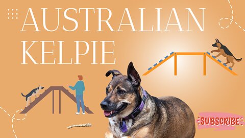 Unleashing the Secret Powers of the Aussie Kelpie: Unlocking the Ultimate Canine Superhero!