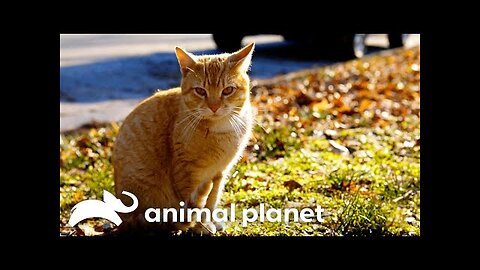 Cute cats playing and enjoying... |cats party