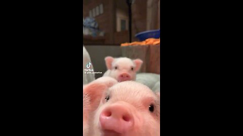 TINY PINK PIGS