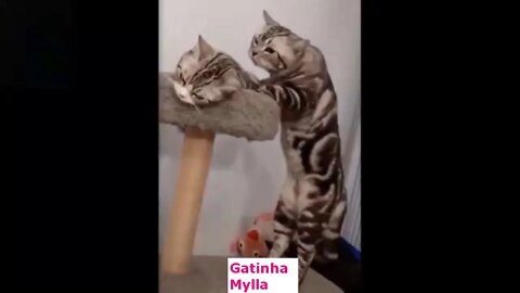 Funny, Gracious Kittens... See what they do!