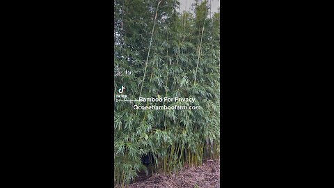 Bamboo Plants For Privacy in Florida