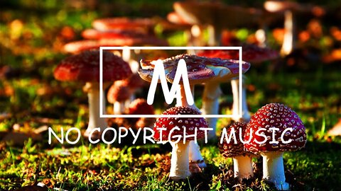 x50 - Penguin（Mm No Copyright Music）