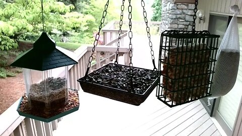 Live Bird Feeder in Ashville North Carolina. Up in the mountains