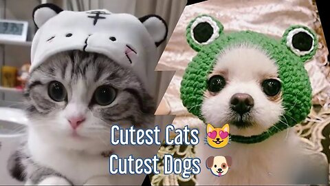 CUTEST & FUNNIEST Dogs 🐶 and Cats 😺 Videos Compilation Cute Animals #funnyanimals