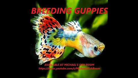 HOW TO BREED GUPPIES