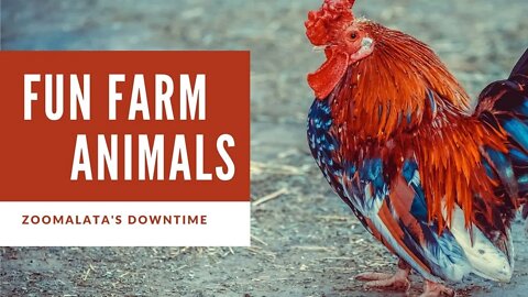 Fun Farm Animals | Zoomalata's Downtime Videos