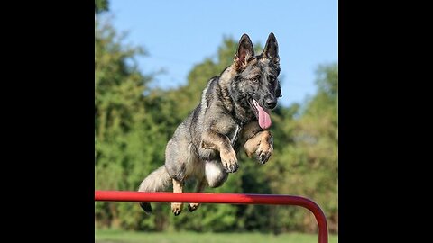 Jumping gsp at a width of 5'3 and a height of 2'7