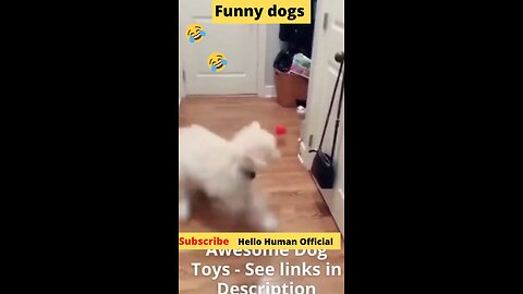 Cute And Funny puppies doing funny things Videos🤣Funny Animal Videos 2022🤣_Full-HD