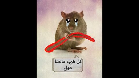 تأثير الفئران | rat effect