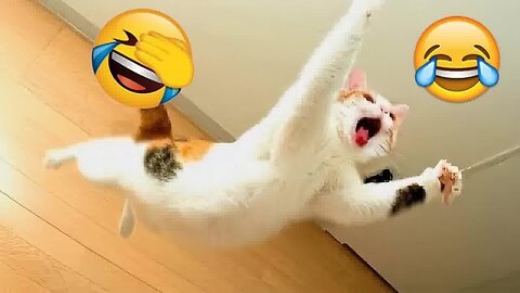 Animal funny video 😂