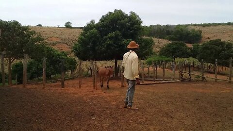 Burro Canguru Atende Muito Bem