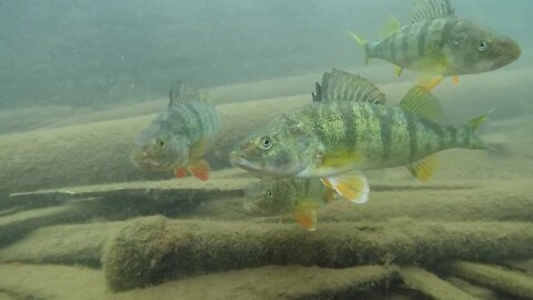 Lake Superior Shipwreck Dive For Beginners L'Anse MI