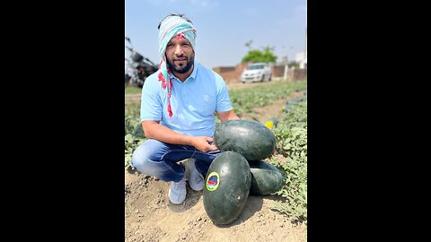 Shop owner visit to check watermelon crop and fruit 😱