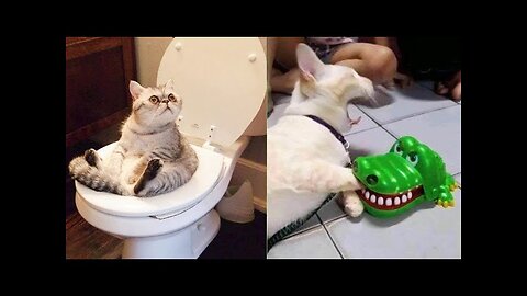 funny cats meow baby cute compilation [cat-cash home)