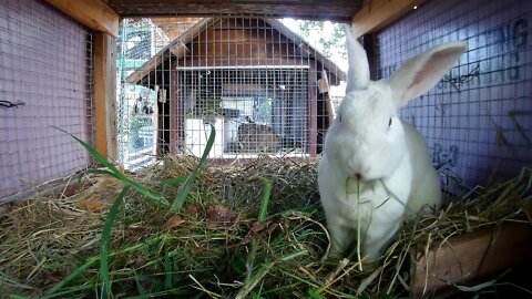 Shadow in his hutch chillin