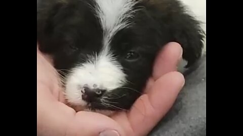 Rescued puppy tries so hard to befriend unimpressed cat