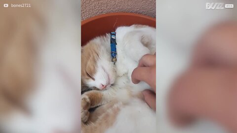 Gato adora dormir em vaso