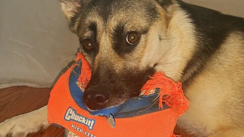 Headbanging Gerberian Shepsky Plays With Her Favourite Ball