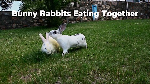 Two Cute Bunny Rabbits Eating Together And someone's watching it from a distance