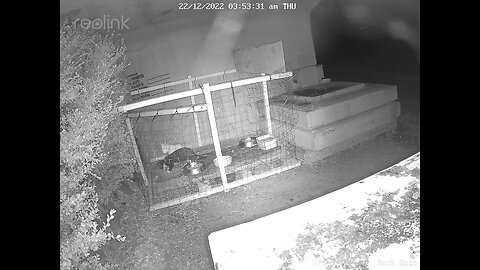 Little black kitten stands up to fox cub