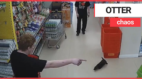 Otter was caught on CCTV wandering around a supermarket