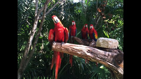 Macaw parrot feeding on a branch Macaw parrot of red, blue and green colour