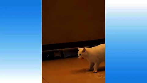 Lustige Katzen Clips 😻 Funny Cat Clips