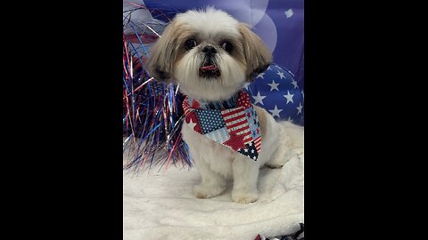 HAPPY 4TH OF JULY From Rosie The Shihtzu