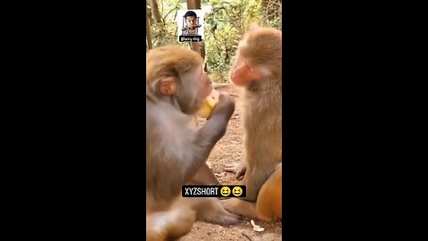 monkeys fun animals 😁