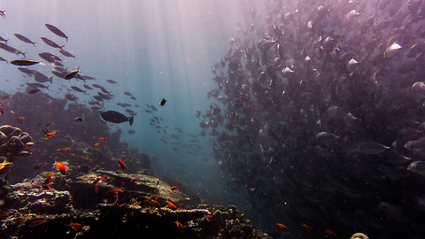 The World’s Second Largest Coral Reef Has Been Saved (For Now)