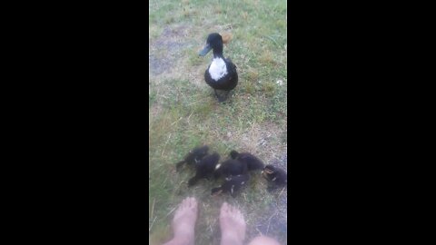 Duck of Lance Cove Beach.