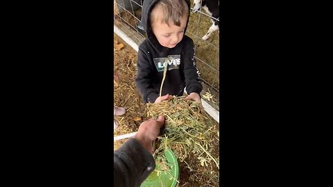 cute baby give grass into the goat 🐐 mouth