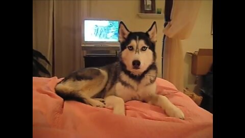 Husky Dog Talking - ' I love you '