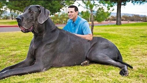 10 Largest Dog Breed in the world 2021