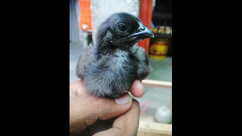 AYAM CEMANI GREY TONGUE MALES