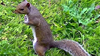 IECV NV #64 - 👀 A Day In The Life Of A Squirrel🐿️ 8-2-2014